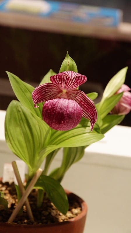 速報!礼文アツモリソウ公開始まる・茨城県自然博物館 - 花と山を
