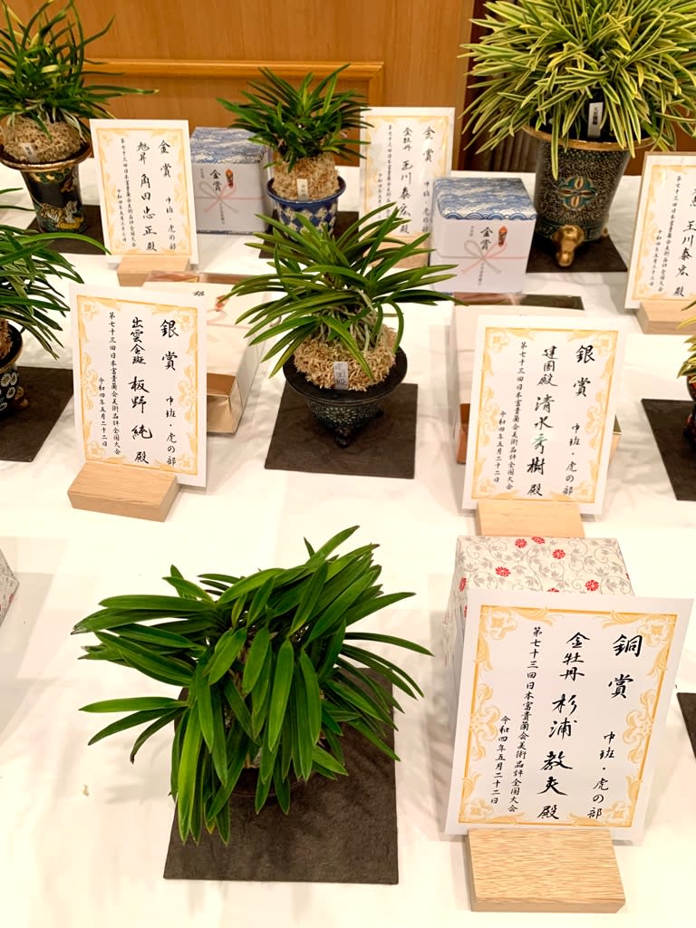 日本富貴蘭会全国大会の展示品 - 純風満蘭 富貴蘭・風蘭ブログ