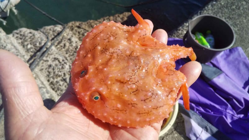 凄い!今度はミツクリエナガチョウチンアンコウ - お魚三昧生活 凄い!今度はミツクリエナガチョウチンアンコウ - お魚三昧生活
