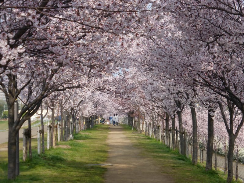 狭山池の桜 - 富田林百景+ 「とんだばやし」とその周辺の魅力を 狭山池の桜 - 富田林百景+ 「とんだばやし」とその周辺の魅力を