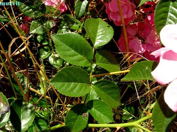 ロサ・カニーナ Rosa canina - The wild flowers of Portugal ロサ・カニーナ Rosa canina - The wild flowers of Portugal