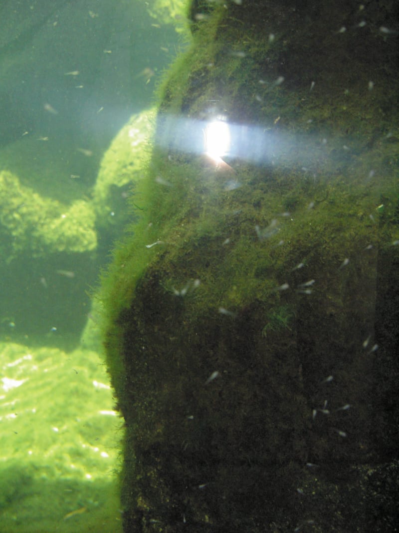 幻の巨大魚 四万十川のアカメ その五 四万十川のブラックバス 猛烈繁殖力 オショロコマの森ブログ5