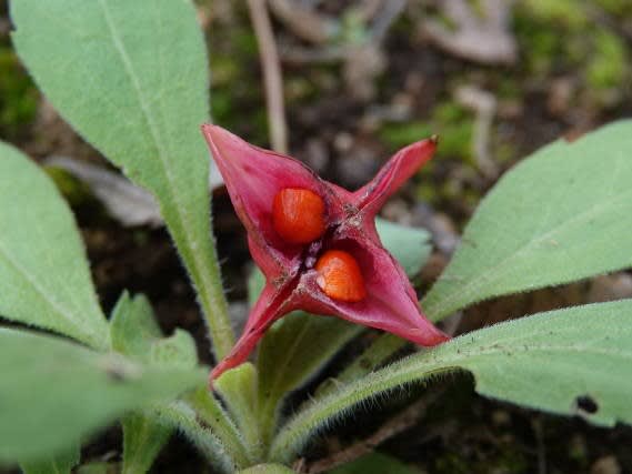 最上の品質な 風鈴ツリバナ /157 （風鈴ツリバナ-北海道の山野草・宿根草 落葉樹