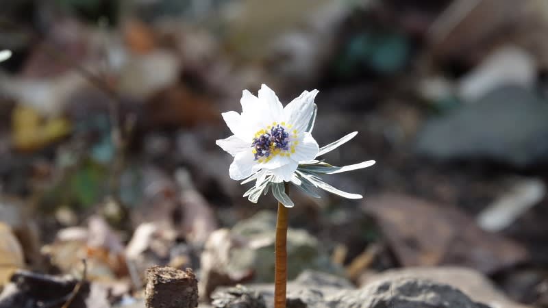 変わり咲きの節分草を探して星野へ - 花の詩山の詩 変わり咲きの節分草を探して星野へ - 花の詩山の詩