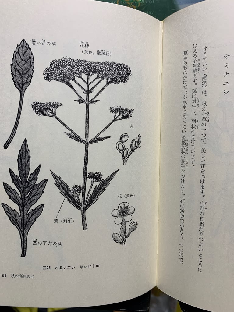 牧野富太郎植物記 - ハーモニカな日乗