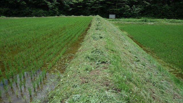 水が抜ける高土手田んぼの原因を探す。#草刈り - YouTube