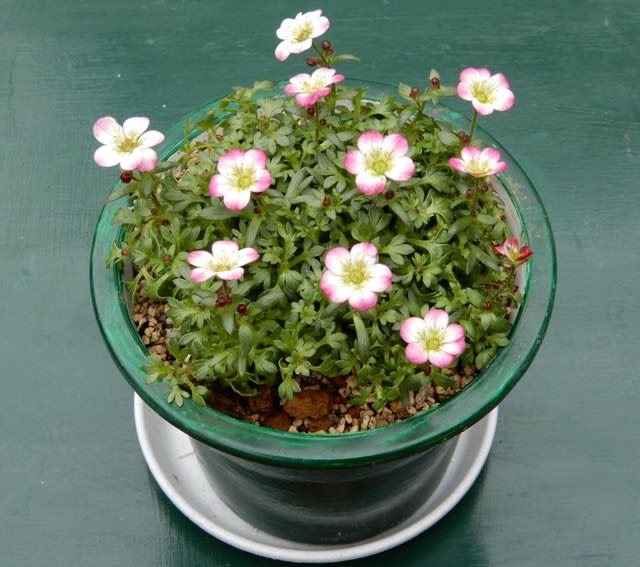 西洋クモマグサ(西洋雲間草) - 植物大好き♫ 出会い・ときめき 西洋クモマグサ(西洋雲間草) - 植物大好き♫ 出会い・ときめき