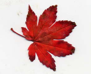 紅葉葉っぱ図鑑 イーハトーヴ里山の樹木ウオッチング
