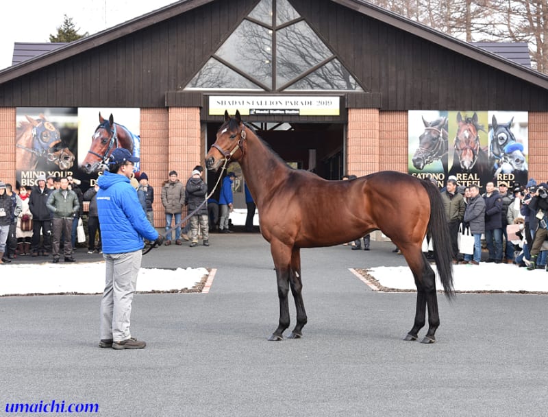 2019年度の種付頭数】～社台スタリオンステーション編 - 【サラブレッドセール（せり市場）＝馬市】＆【種牡馬】の最新情報 by馬市.com