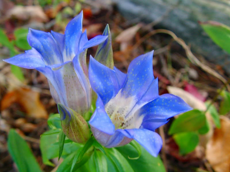 秋の花 リンドウ は 歌や句に とっても似合ってます ダッペの悠友ライフ