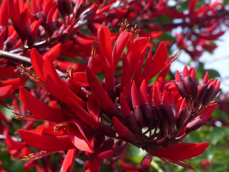 サンゴシトウ　珊瑚紫桐　梯梧　落葉樹 約1.5メートル サンゴシトウ 珊瑚紫桐 梯梧 落葉樹 約1.5メートル