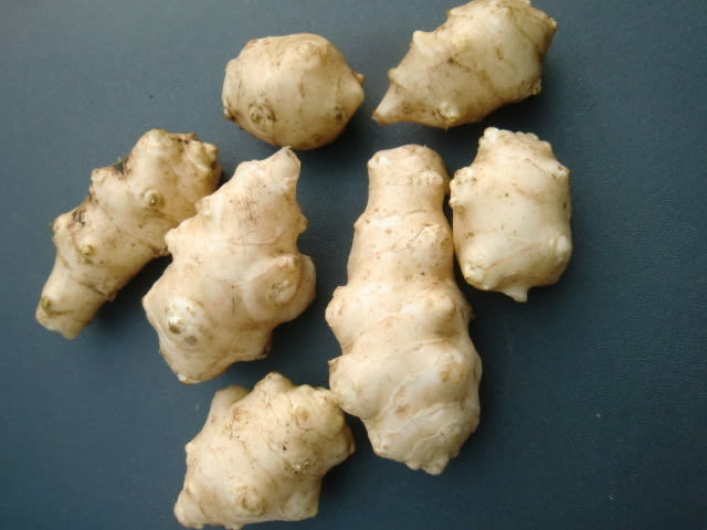 人気商品 生菊芋を乾燥して保存しませんか？ 畑から フランス菊芋・白菊芋 野菜