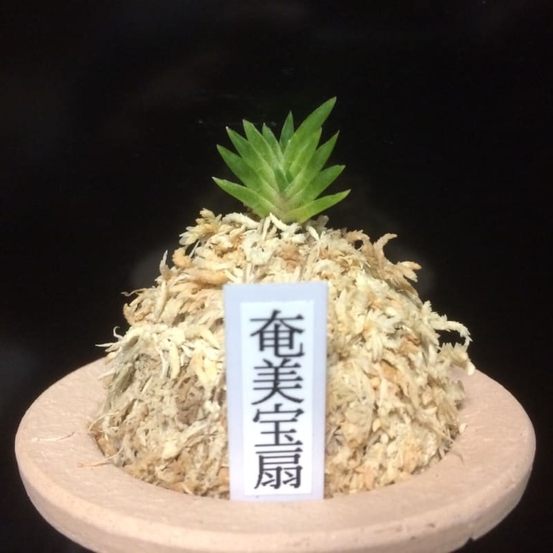 富貴蘭　必見！!萩宝扇(超優良木) 富貴蘭 必見！!萩宝扇(超優良木) 富貴蘭【出雲宝扇】 | 富貴