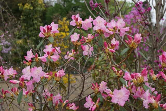 春の花：ツツジ'春一番' - 田舎へ行ってご／見てご！