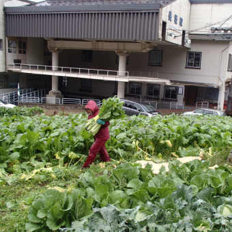 野沢菜洗い