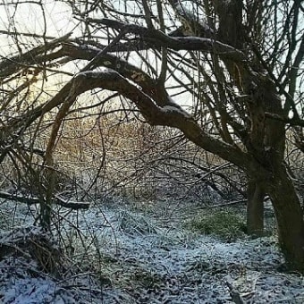 安曇野の冬　　樹