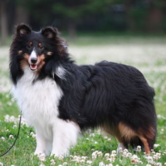 画像一覧 黒イ犬ハドコダ