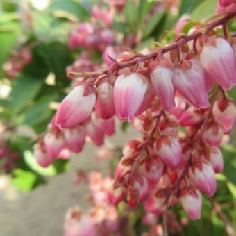2月の花　（自宅）