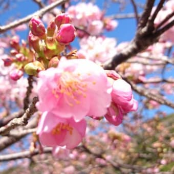 早くも咲き始めた【河津桜】です。