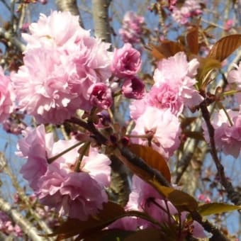 八重桜