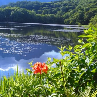 ２０２４・６・４　エゾハルゼミ鳴きレンゲツツジ咲く水無月の戸隠高原は鏡池