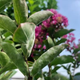 ニュースと天気予報7/7 地震に猛暑🤬七夕❣️