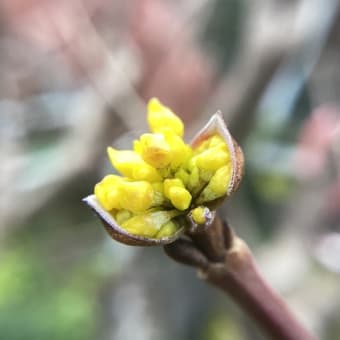 春　第一号だ