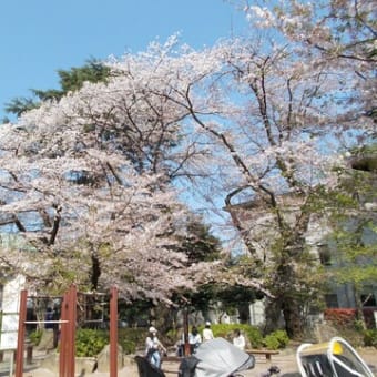 調神社の桜