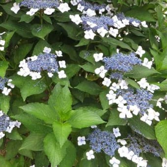 「紫陽花」の季節