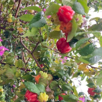 ピタンガの赤い実は去年より少し遅く、実も少ない。それでも心踊る‼️