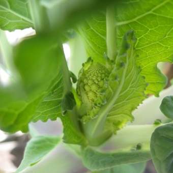 宇宙の野菜？カリブロ花椰菜を育てる