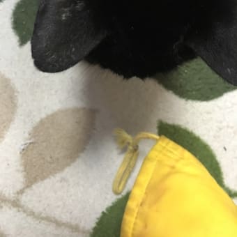 くろちゃん
