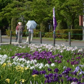 ＜曽根城公園＞のハナショウブが見頃です♪