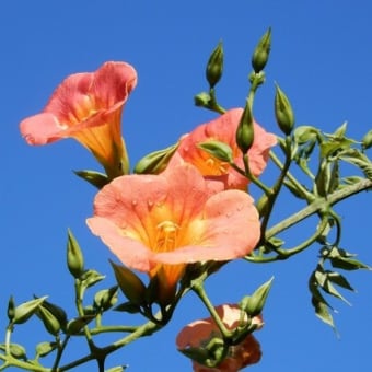 花散歩