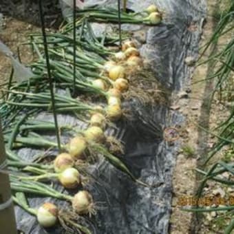 タマネギ　ミズナの収穫