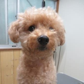 暑くて何にもしたくないけど、、、お仕事頑張ろうっと！