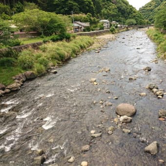 鮎、仁科川の状況