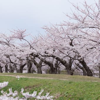 桜・桜・桜〜五稜郭公園（１）