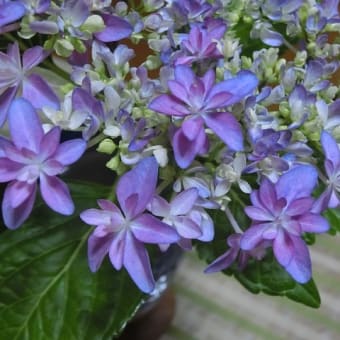 八重のがく紫陽花（歌合せ）