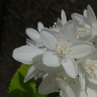 卯の花（ウツギ　空木）