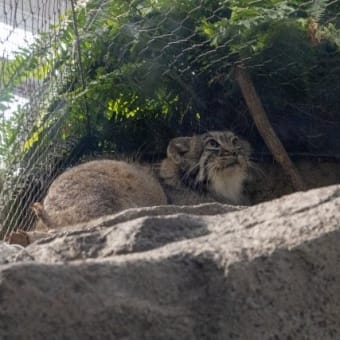 今日は神戸どうぶつ王国へ行ってきました