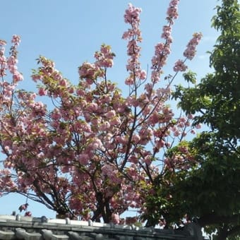 仏像も横目で花見八重桜／本堂基礎の鉄筋多し（長徳寺）