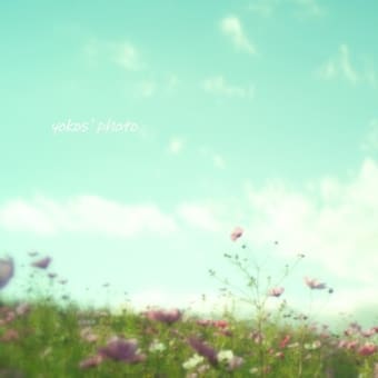晩秋コスモス