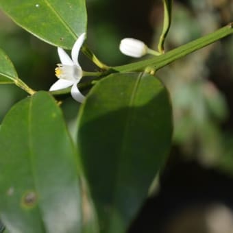 金柑の花