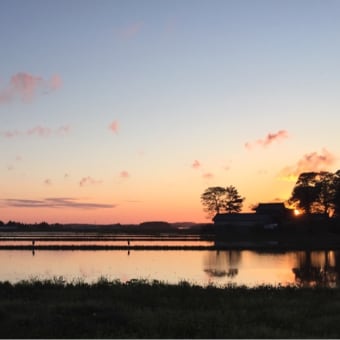 夕暮れの水田
