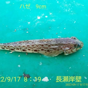 笑転爺の釣行記　9月17日⛅　長瀬岸壁　ハゼ、フグ