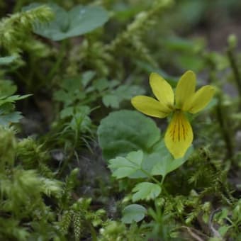 八ヶ岳の花