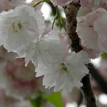 時期がアレですが、桜の画像をアップ。