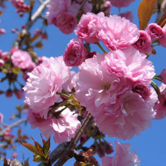 八重桜