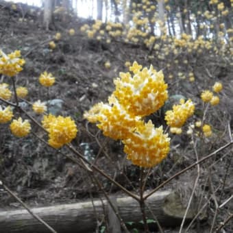 3月23日　懸案のミツマタの森鑑賞で鶏足山へ